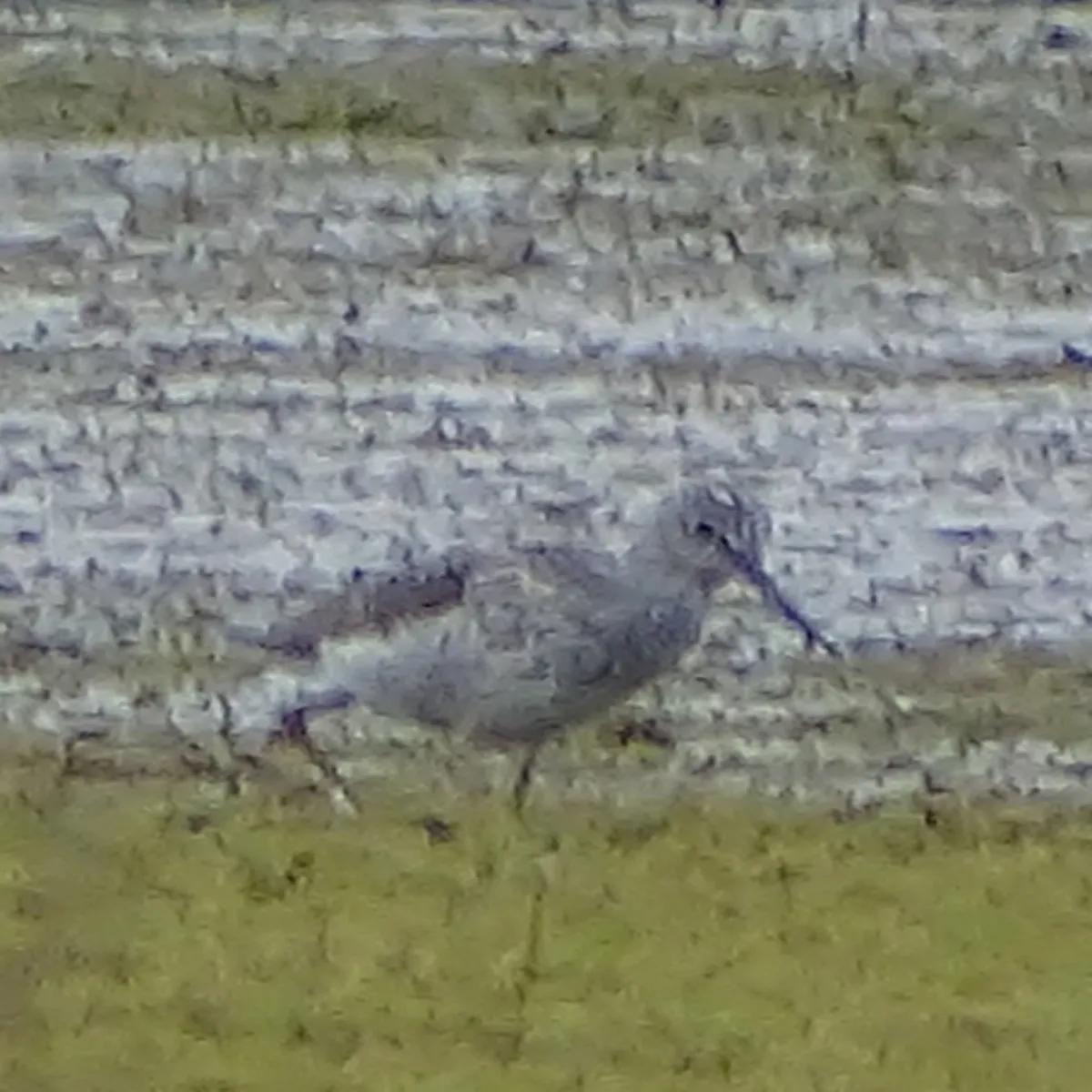Spotted Common Greenshank