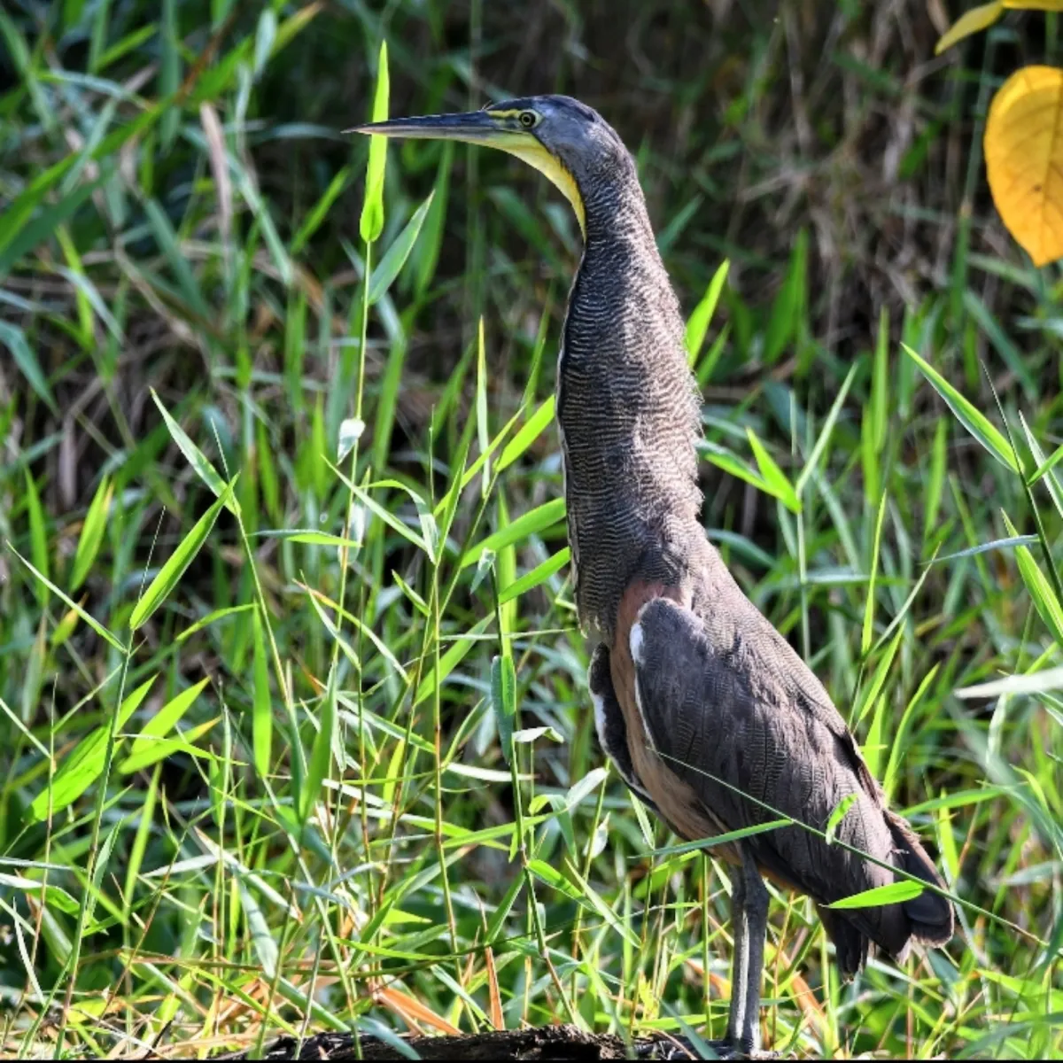 Gespotte Mexicaanse tijgerroerdomp