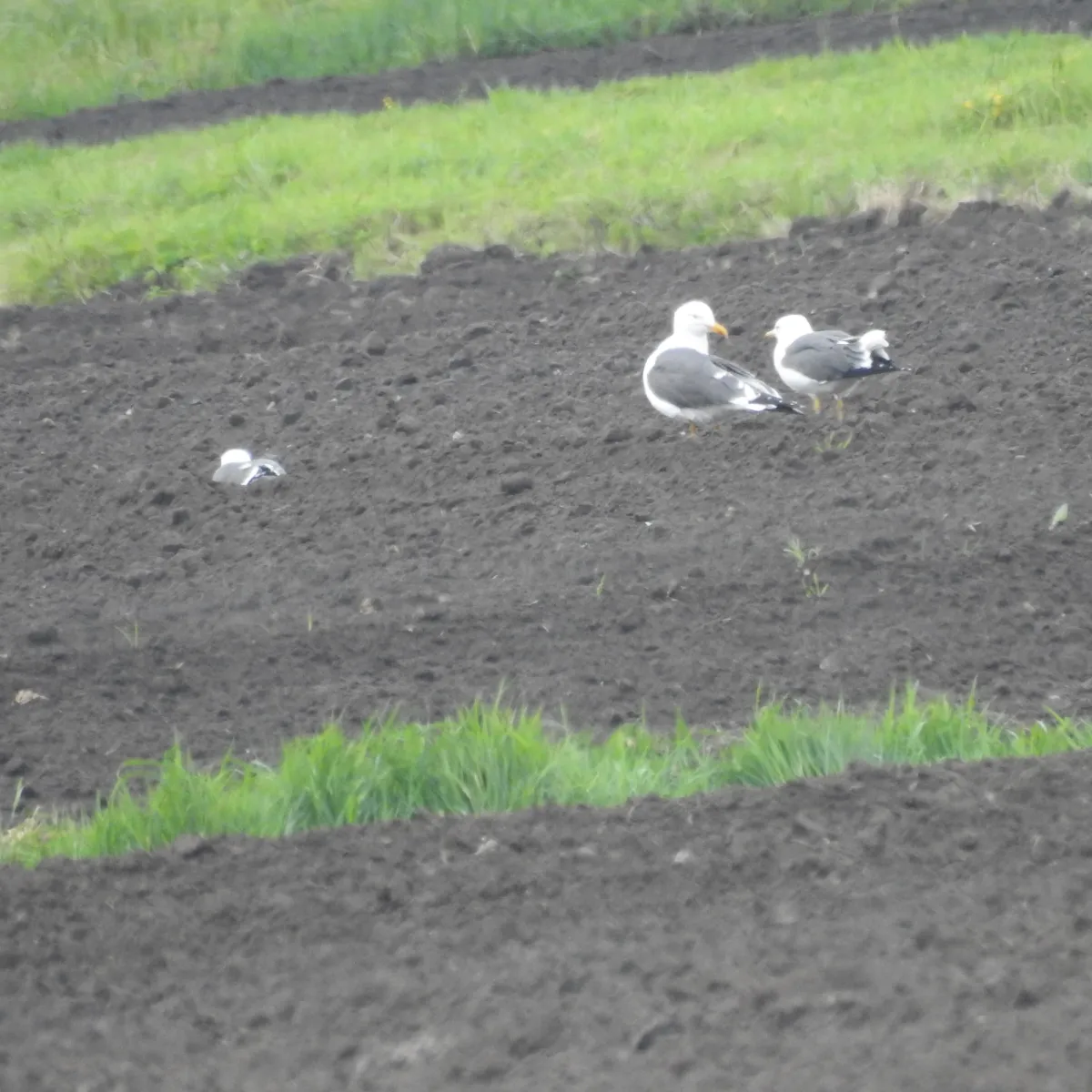 Spotted Yellow-legged Gull