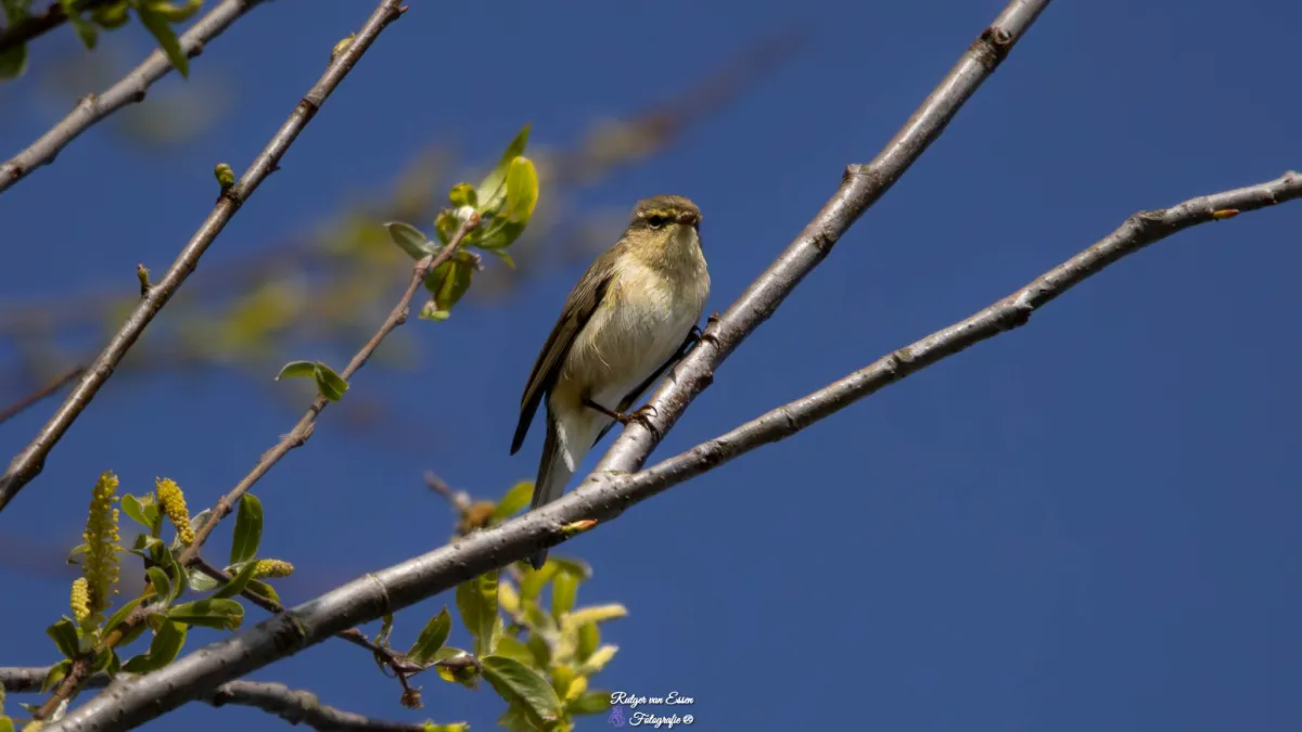 Spotted Common Chiffchaff
