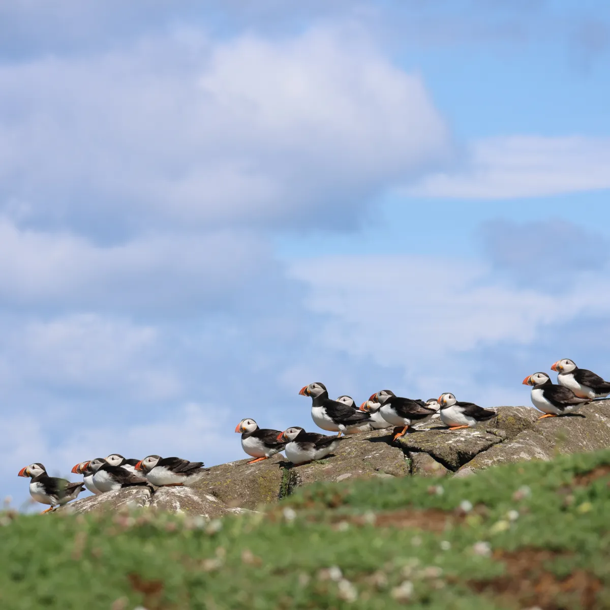 Spotted Atlantic Puffin