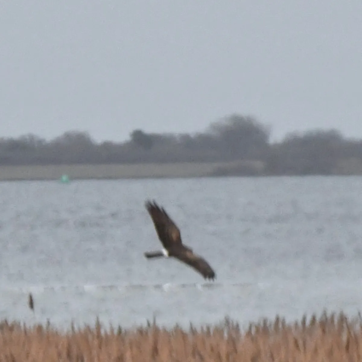 Spotted Hen Harrier