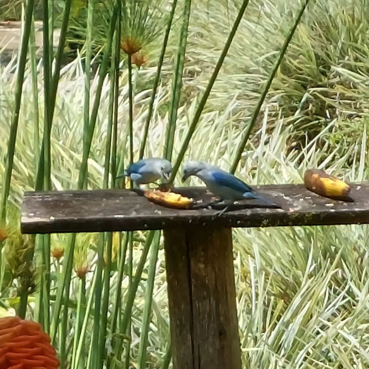 Spotted Blue-throated Macaw