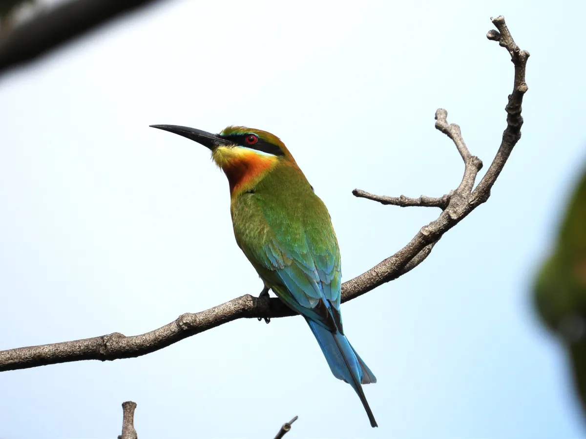 Gespotte Blauwstaartbijeneter