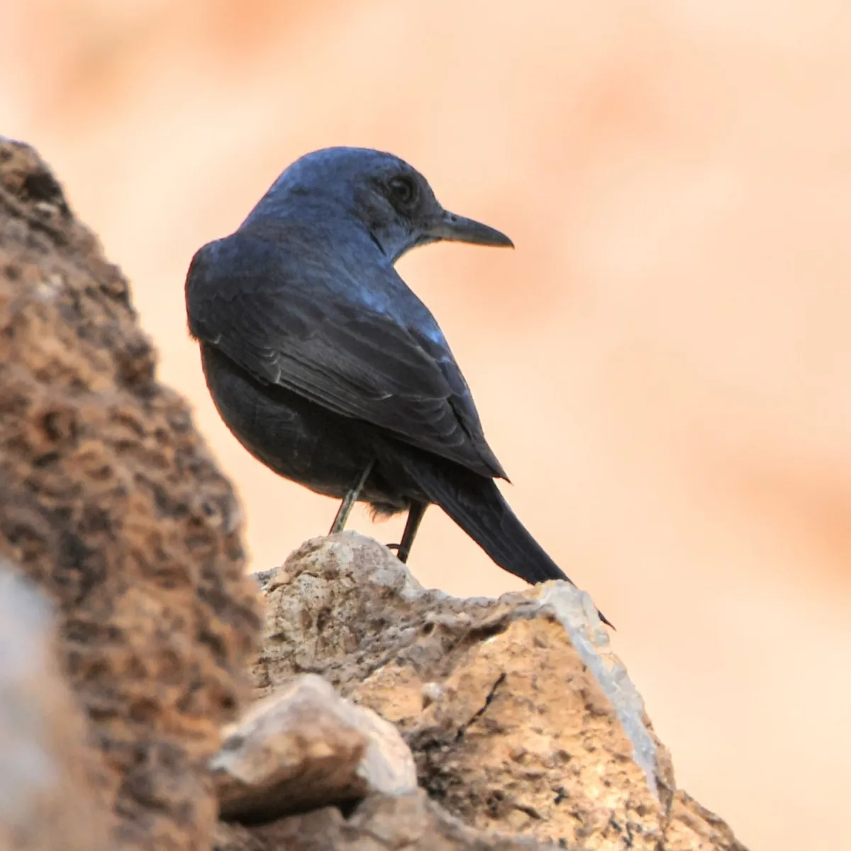 Gespotte Blauwe rotslijster