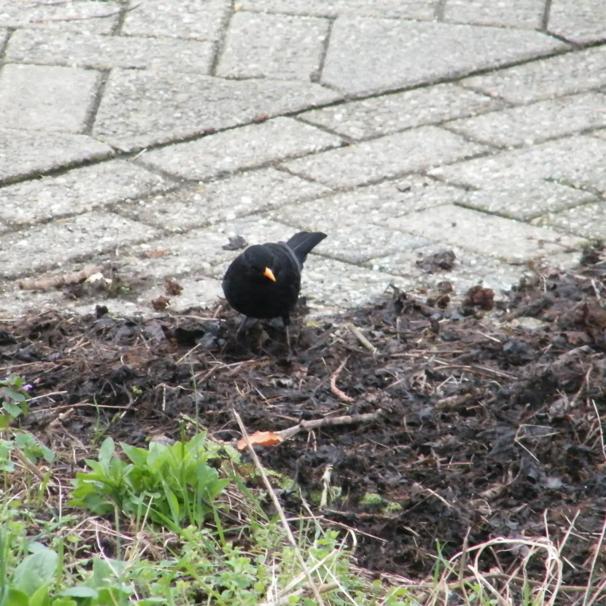 Spotted Eurasian Blackbird