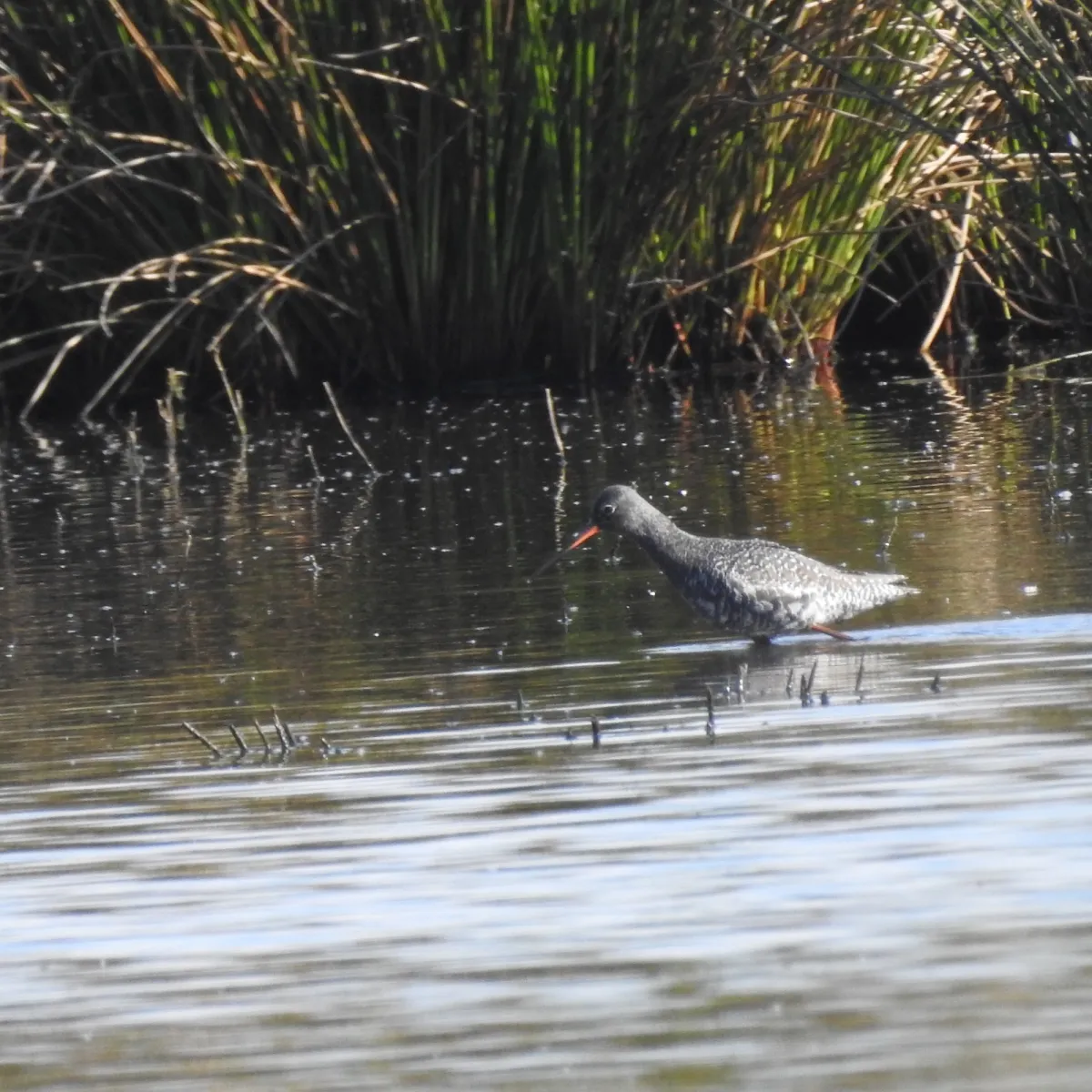 Spotted Spotted Redshank