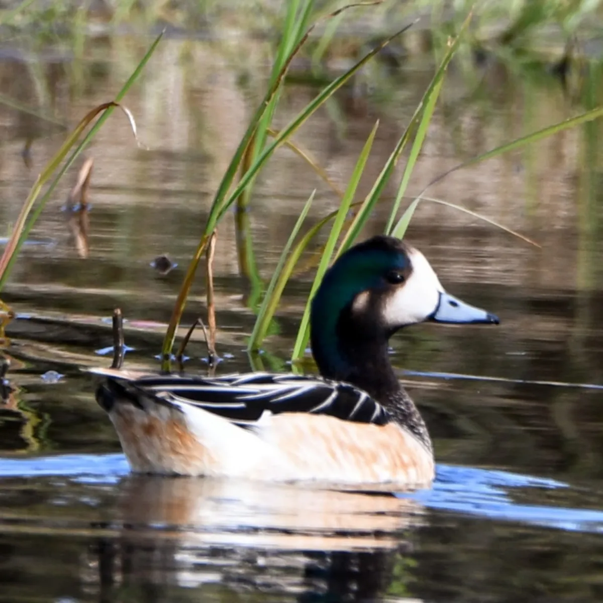 Spotted Chiloe Wigeon
