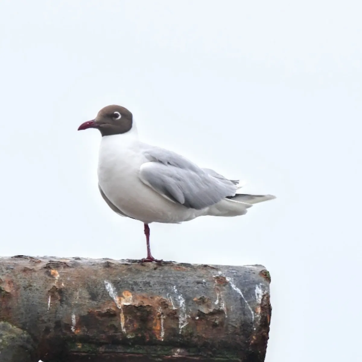 Spotted Brown-hooded Gull