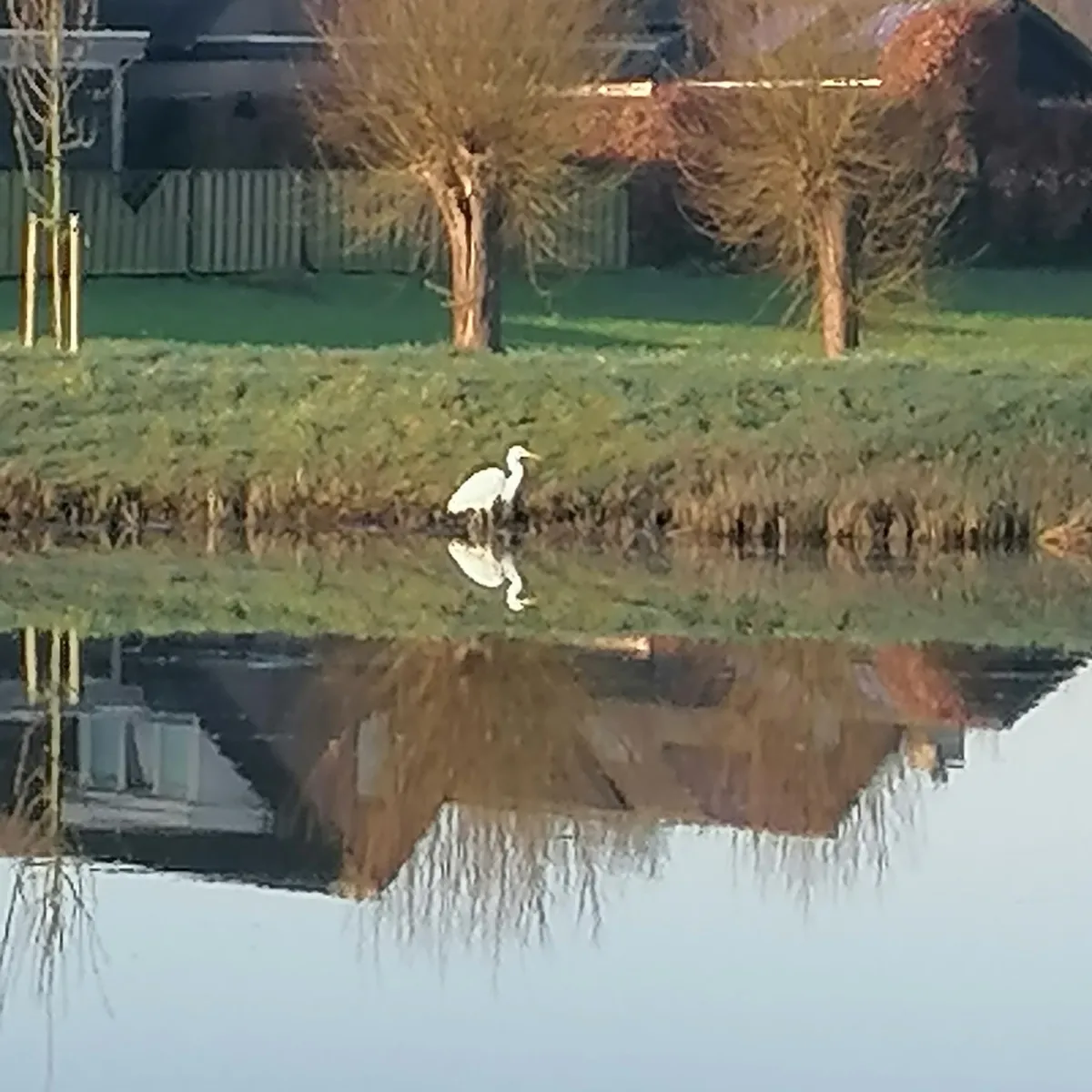 Gespotte Grote zilverreiger