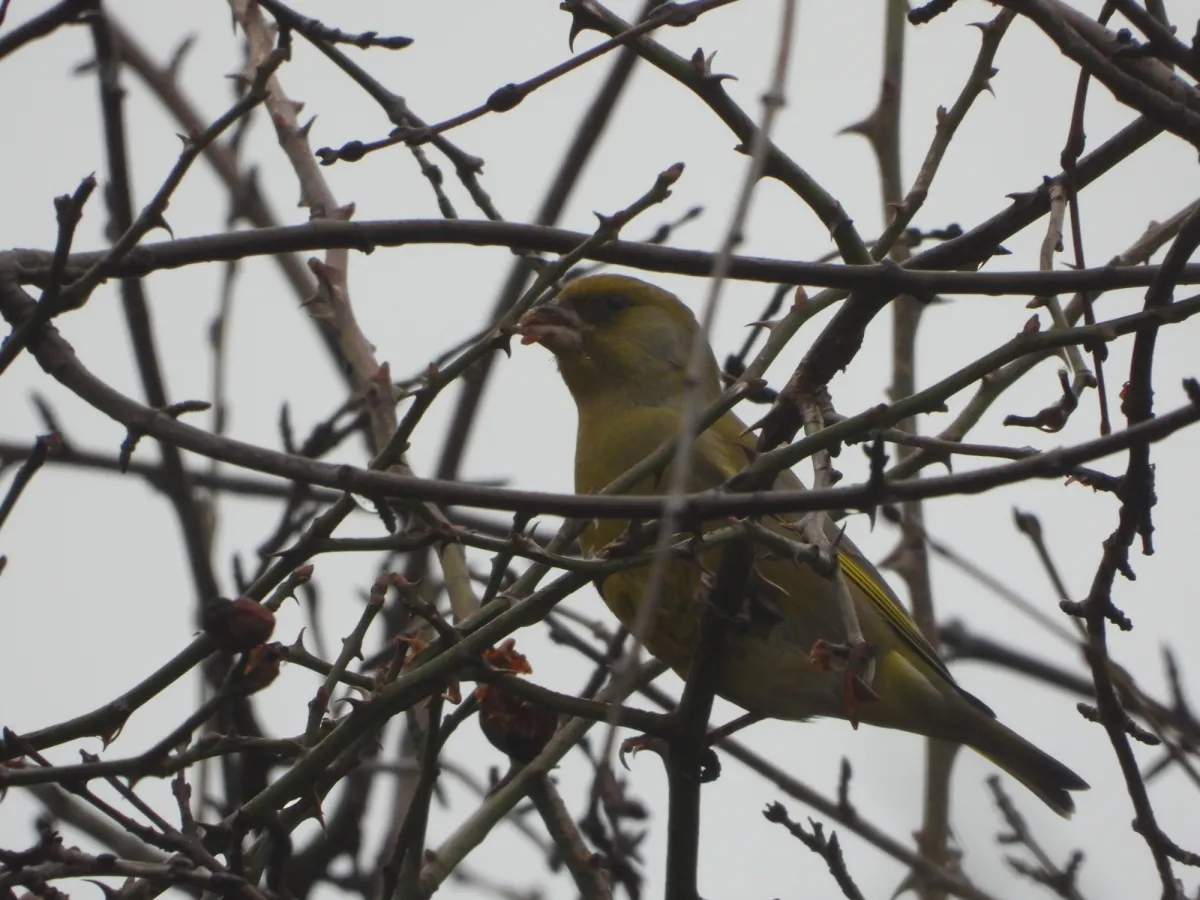 Spotted European Greenfinch