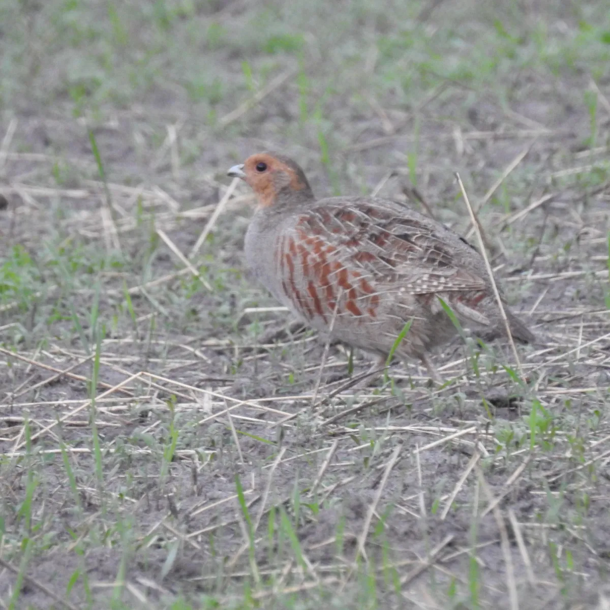 Spotted Gray Partridge