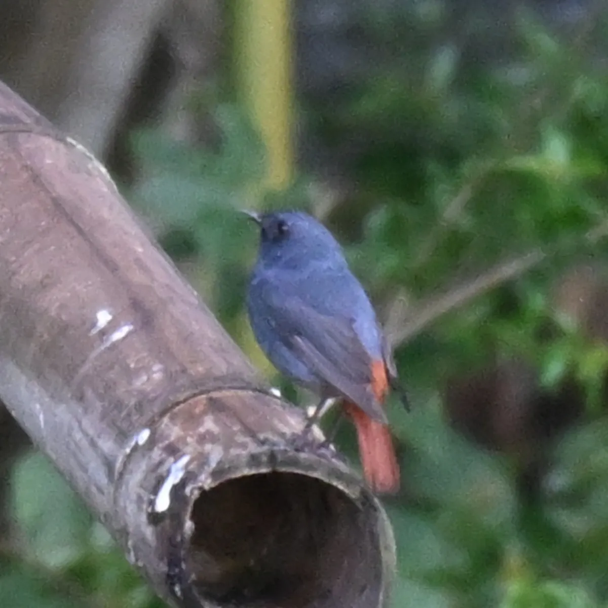 Spotted Plumbeous Redstart