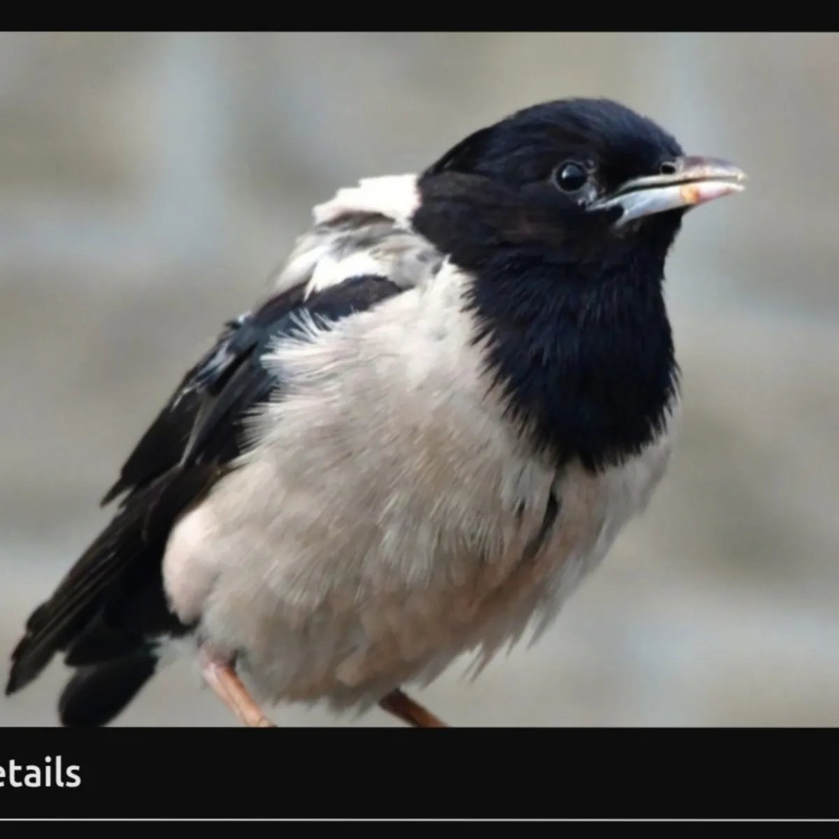 Gespotte Roze spreeuw