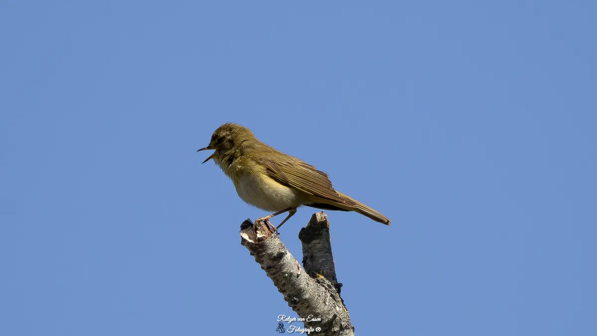 Spotted Willow Warbler