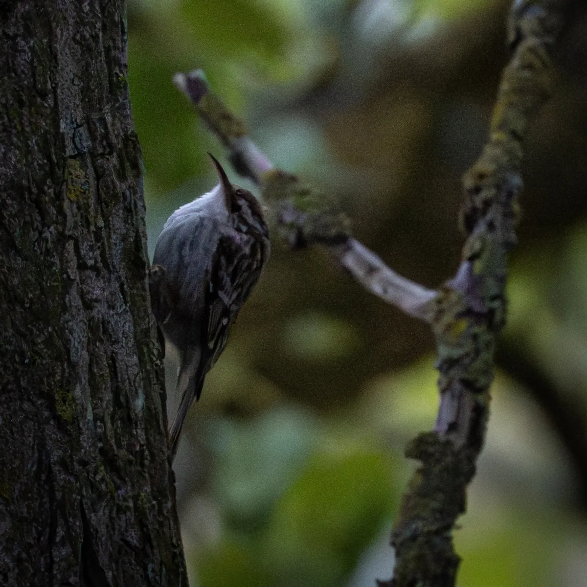 Spotted Short-toed Treecreeper
