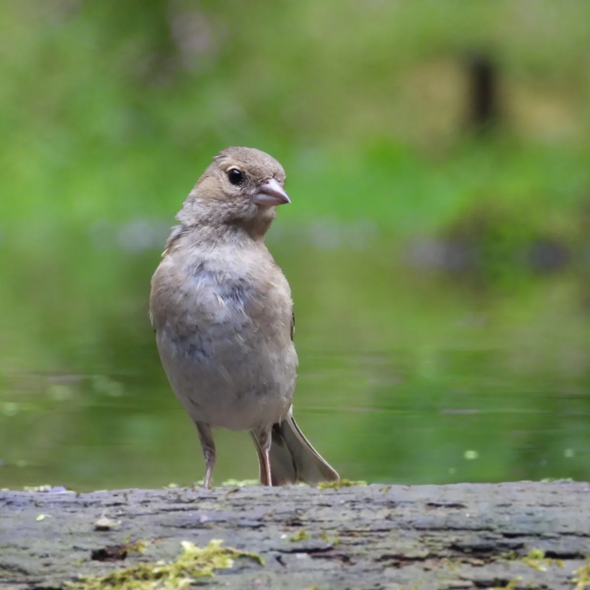 Waargenomen Vink
