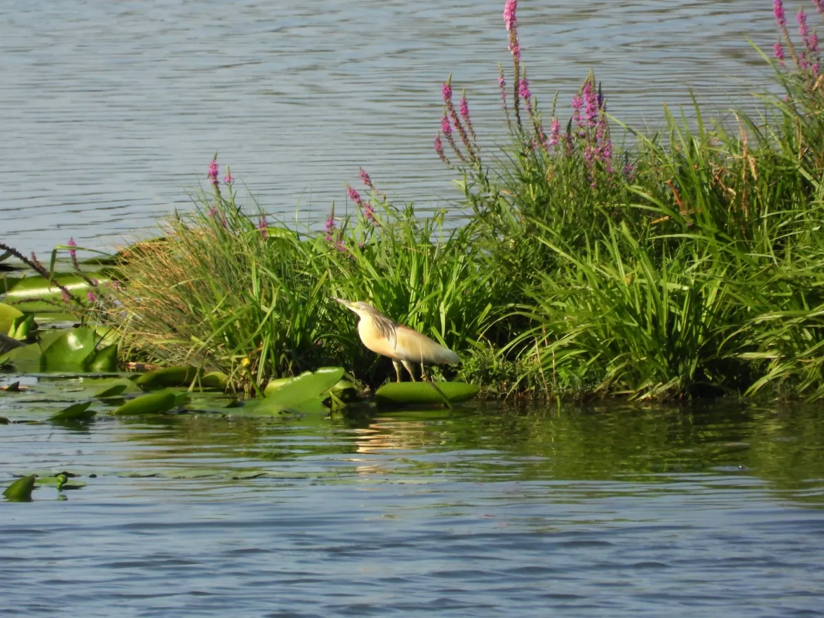 Waargenomen Ralreiger