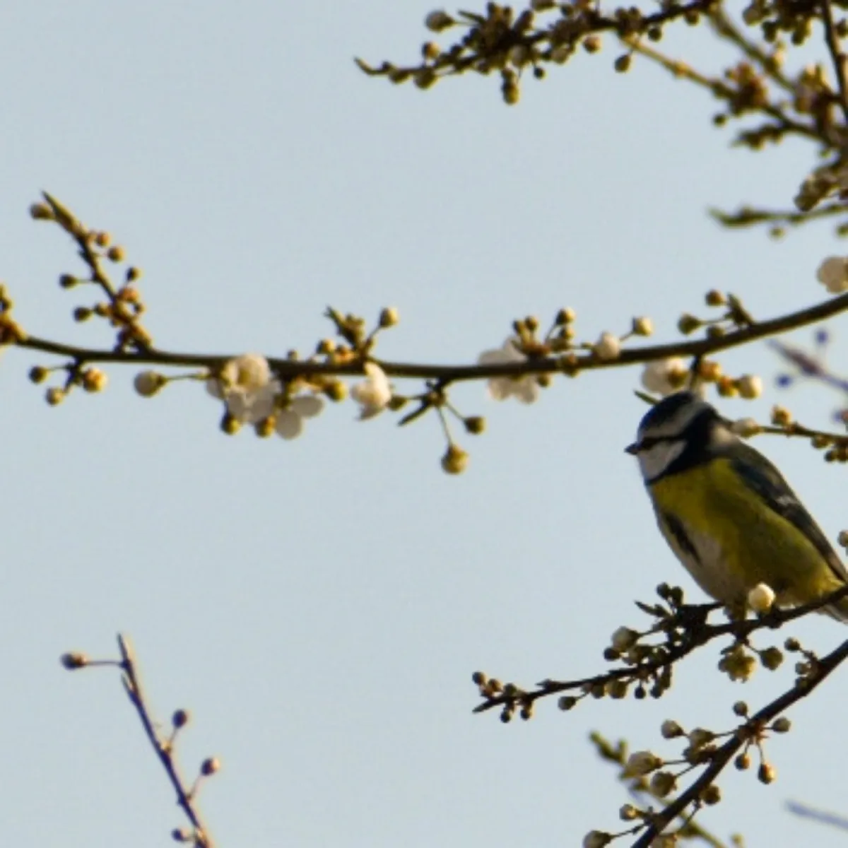 Spotted Eurasian Blue Tit