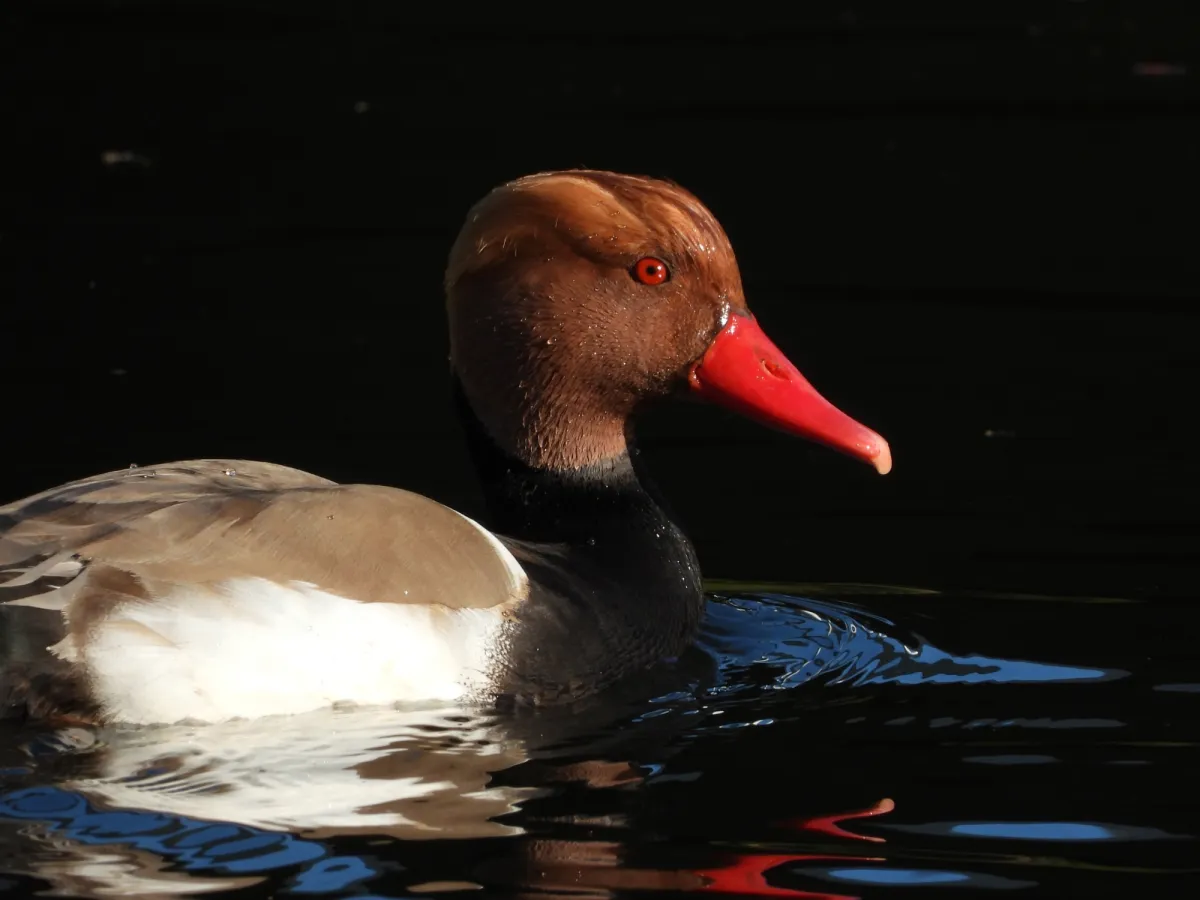 Spotted Red-crested Pochard