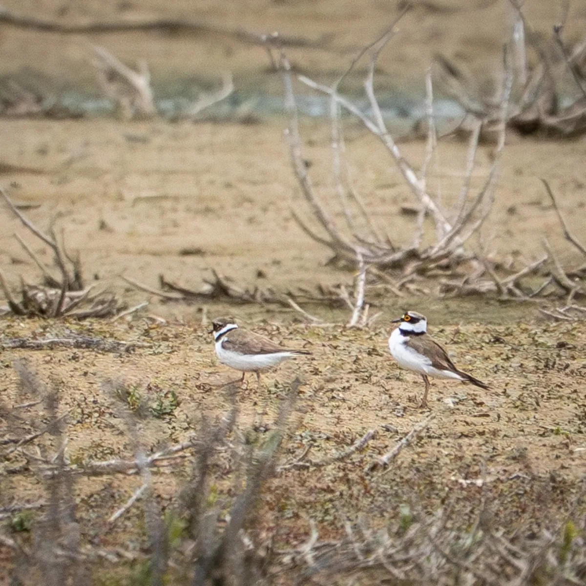 Spotted Little Ringed Plover