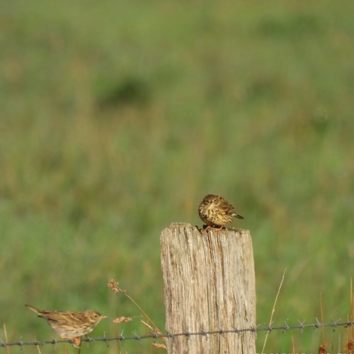 Spotted Meadow Pipit