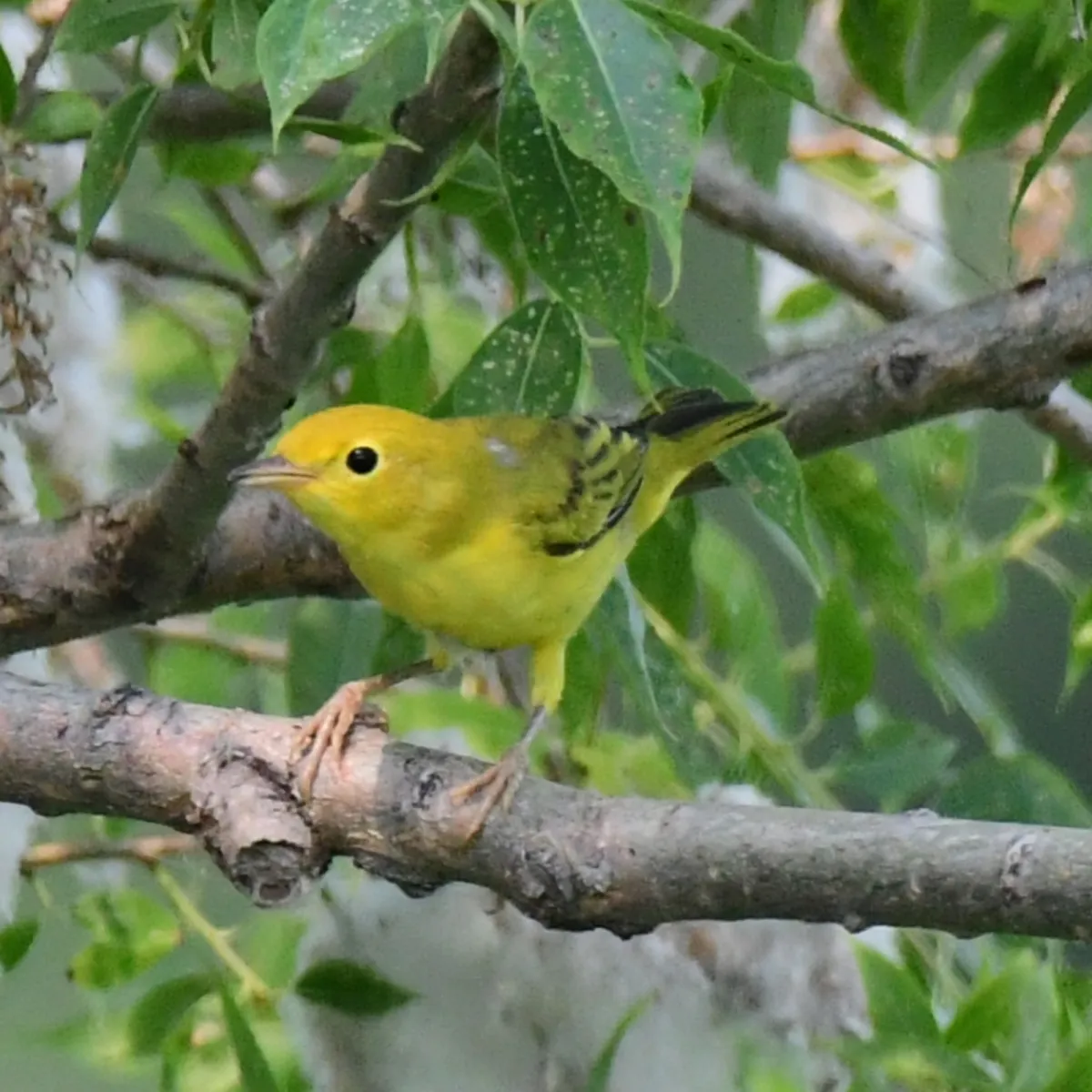 Spotted Yellow Warbler