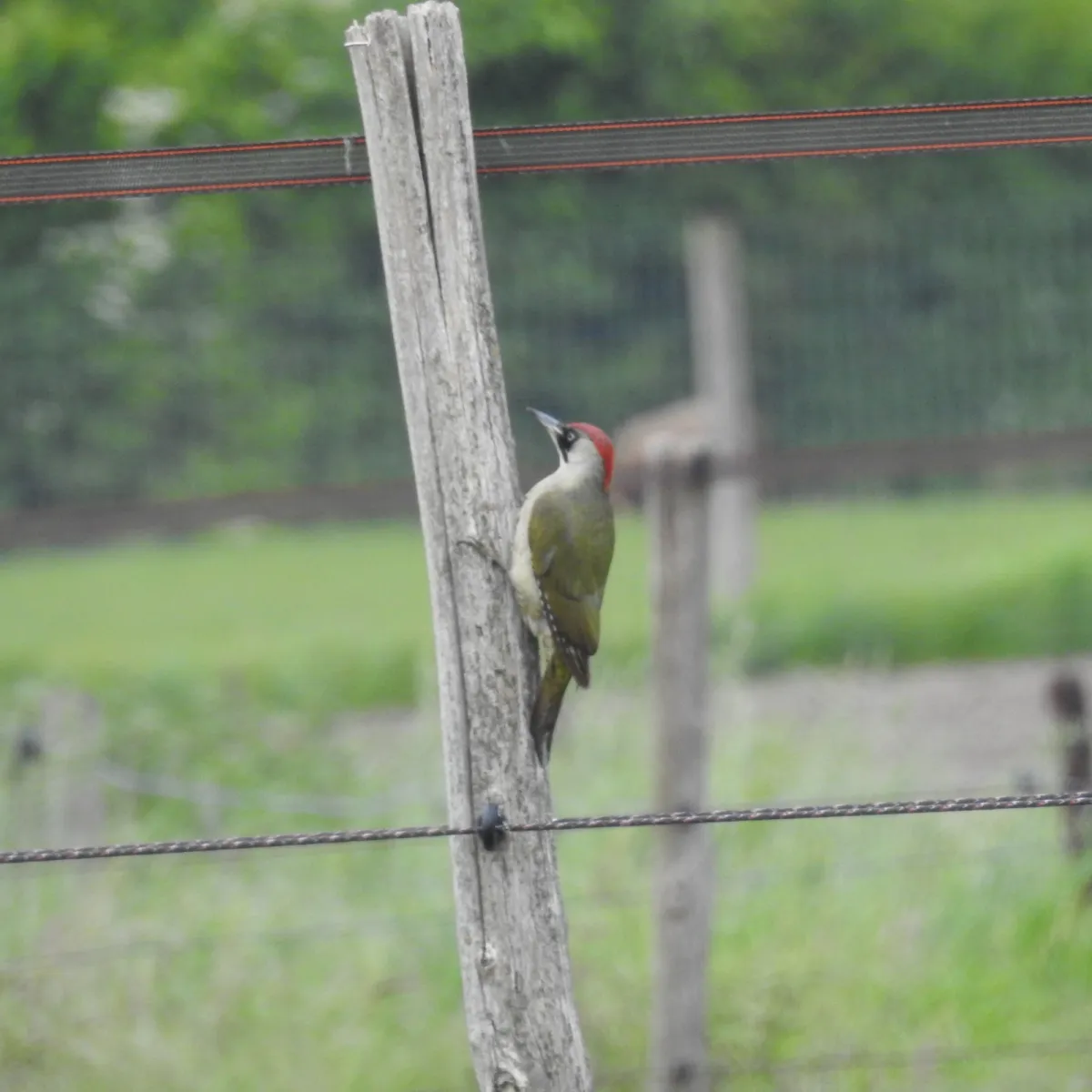 Spotted Eurasian Green Woodpecker