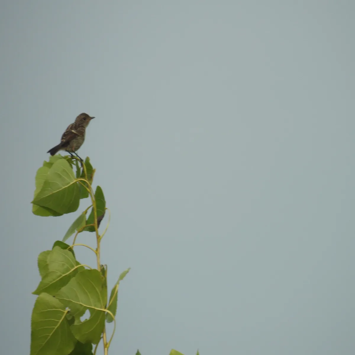 Spotted European Stonechat