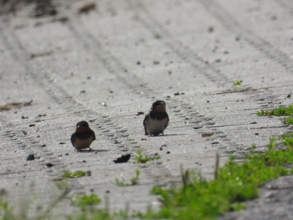 Spotted Barn Swallow