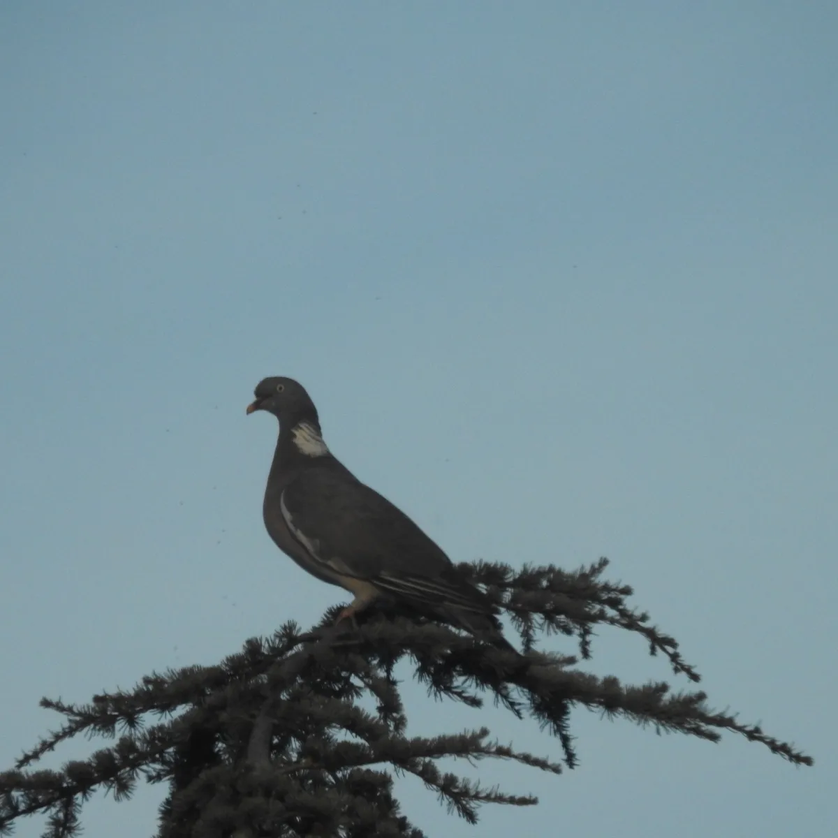 Spotted Common Wood-Pigeon