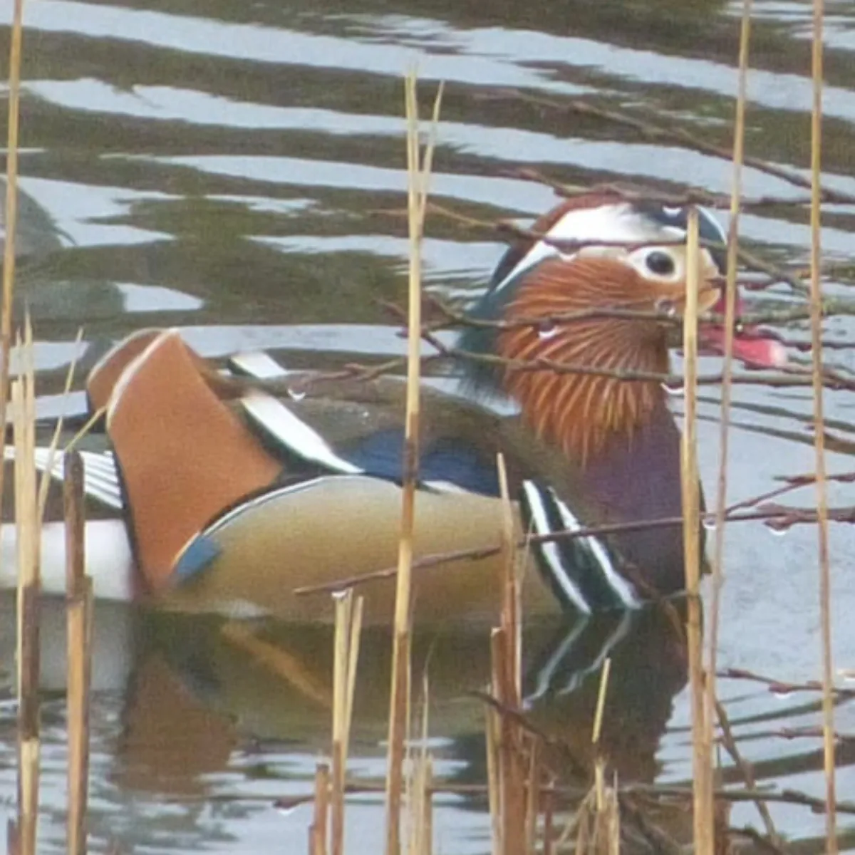 Gespotte Mandarijneend