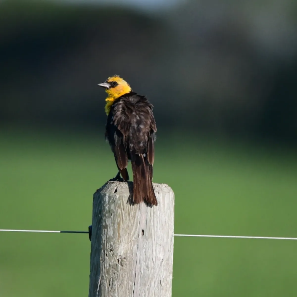 Gespotte Geelkoptroepiaal