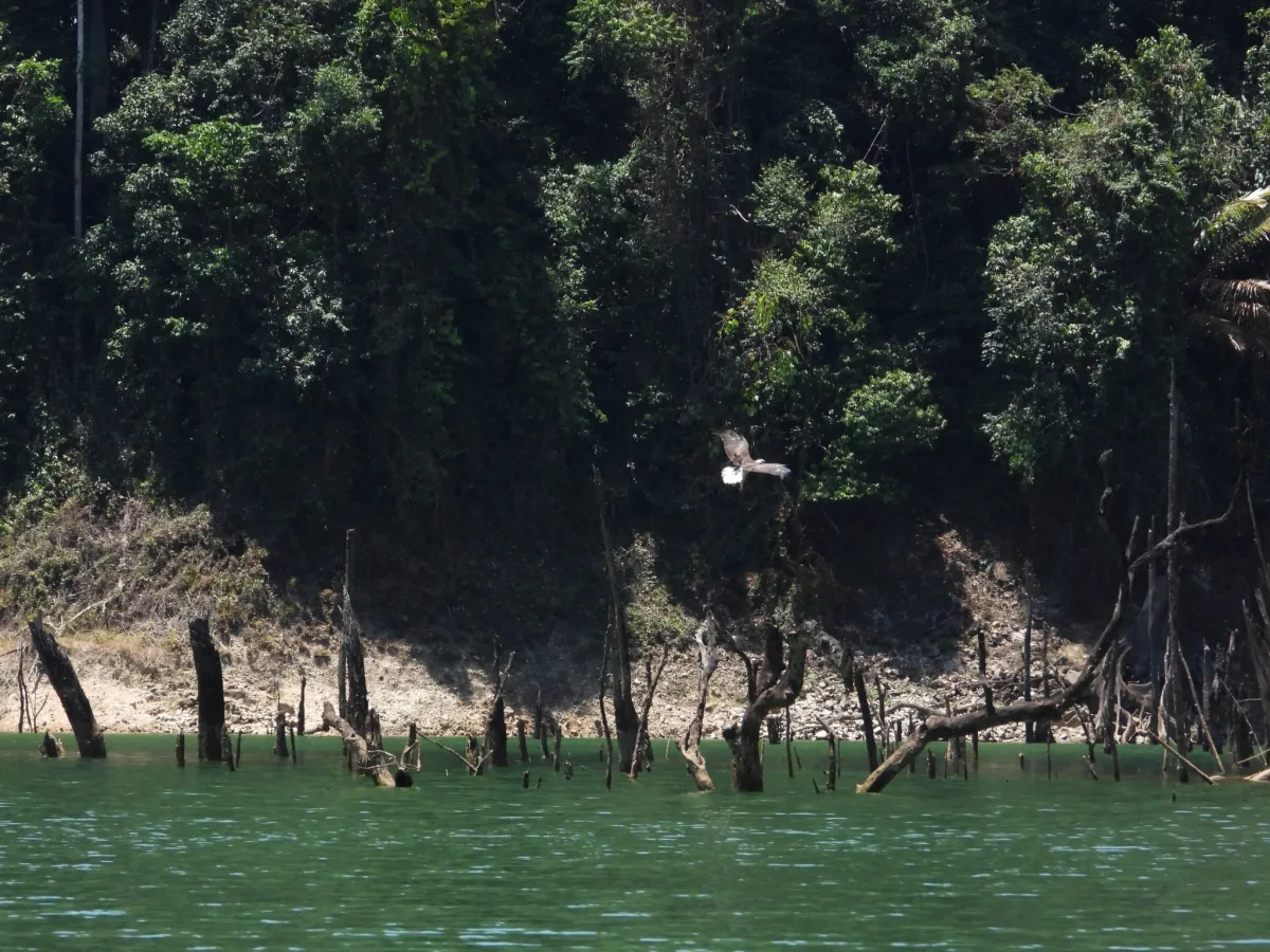 Gespotte Witbuikzeearend