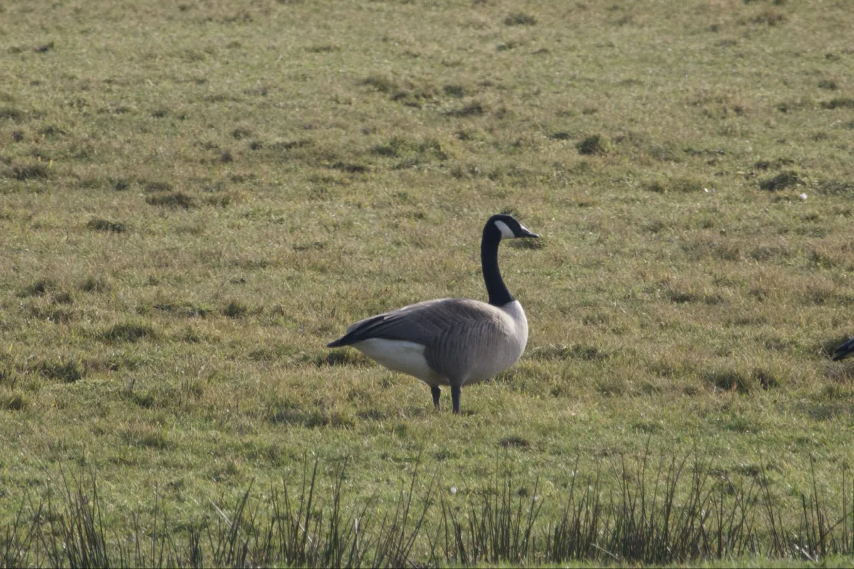 Gespotte Grote Canadese gans