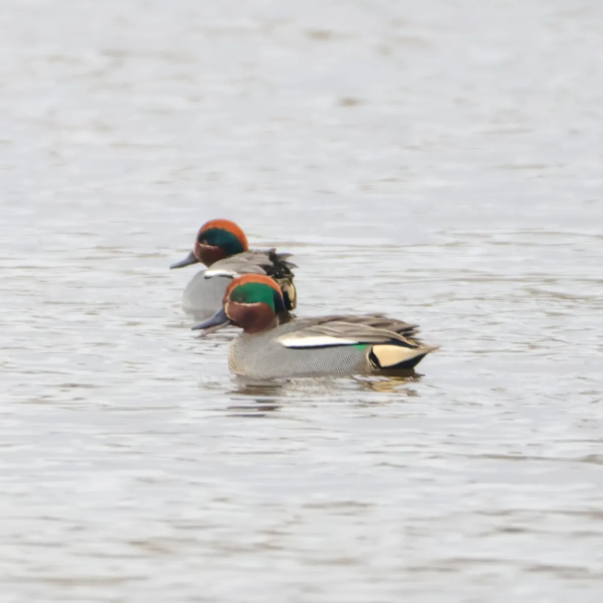 Spotted Green-winged Teal
