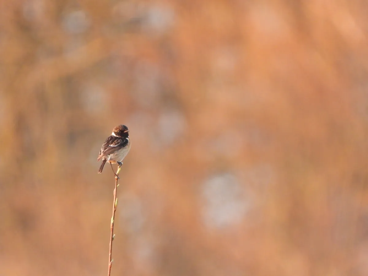 Gespotte Roodborsttapuit