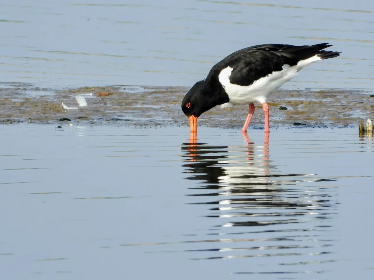 Spotted Eurasian Oystercatcher