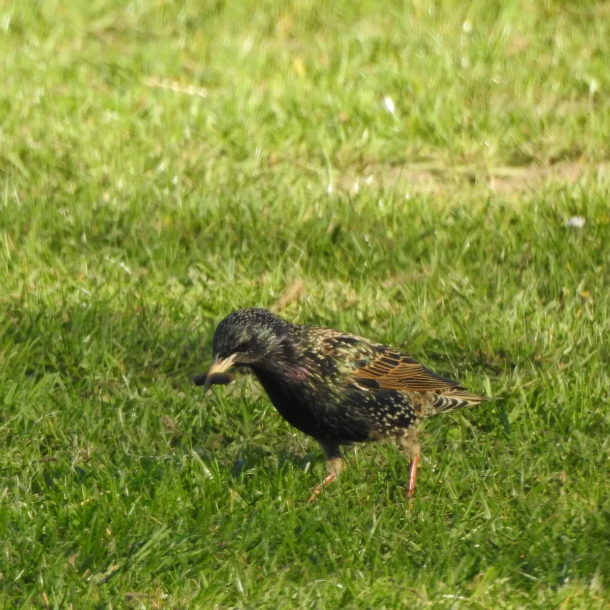 Spotted European Starling