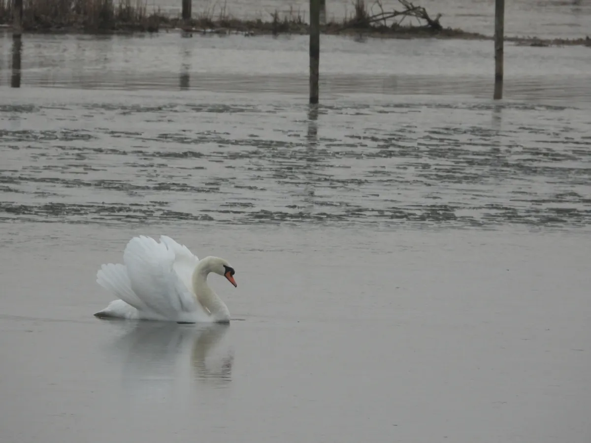 Spotted Mute Swan