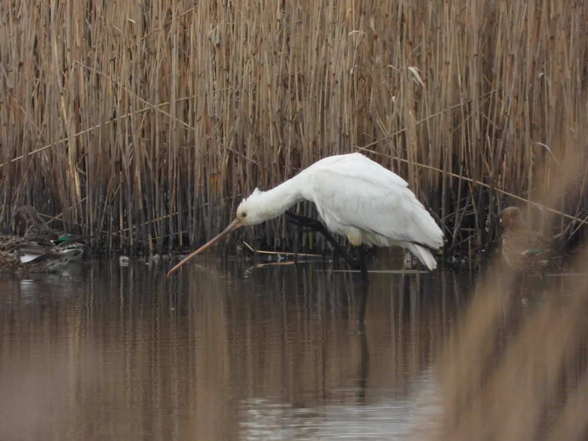 Spotted Eurasian Spoonbill