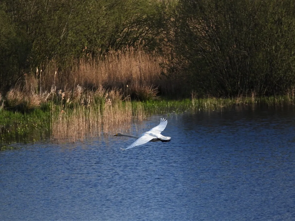 Gespotte Wilde zwaan