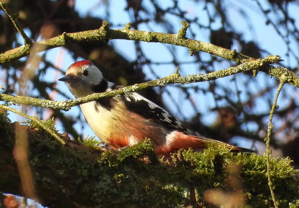 Gespotte Middelste bonte specht