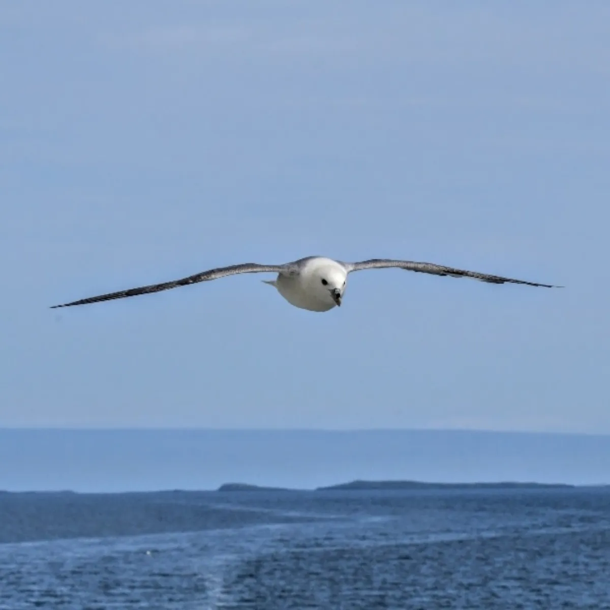 Spotted Northern Fulmar