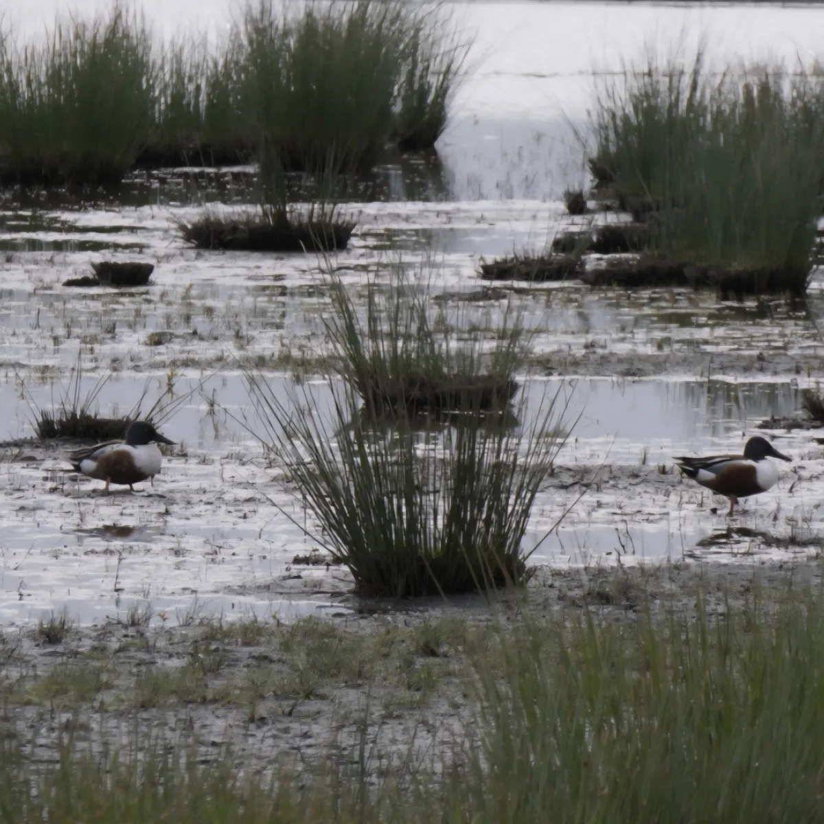Spotted Northern Shoveler