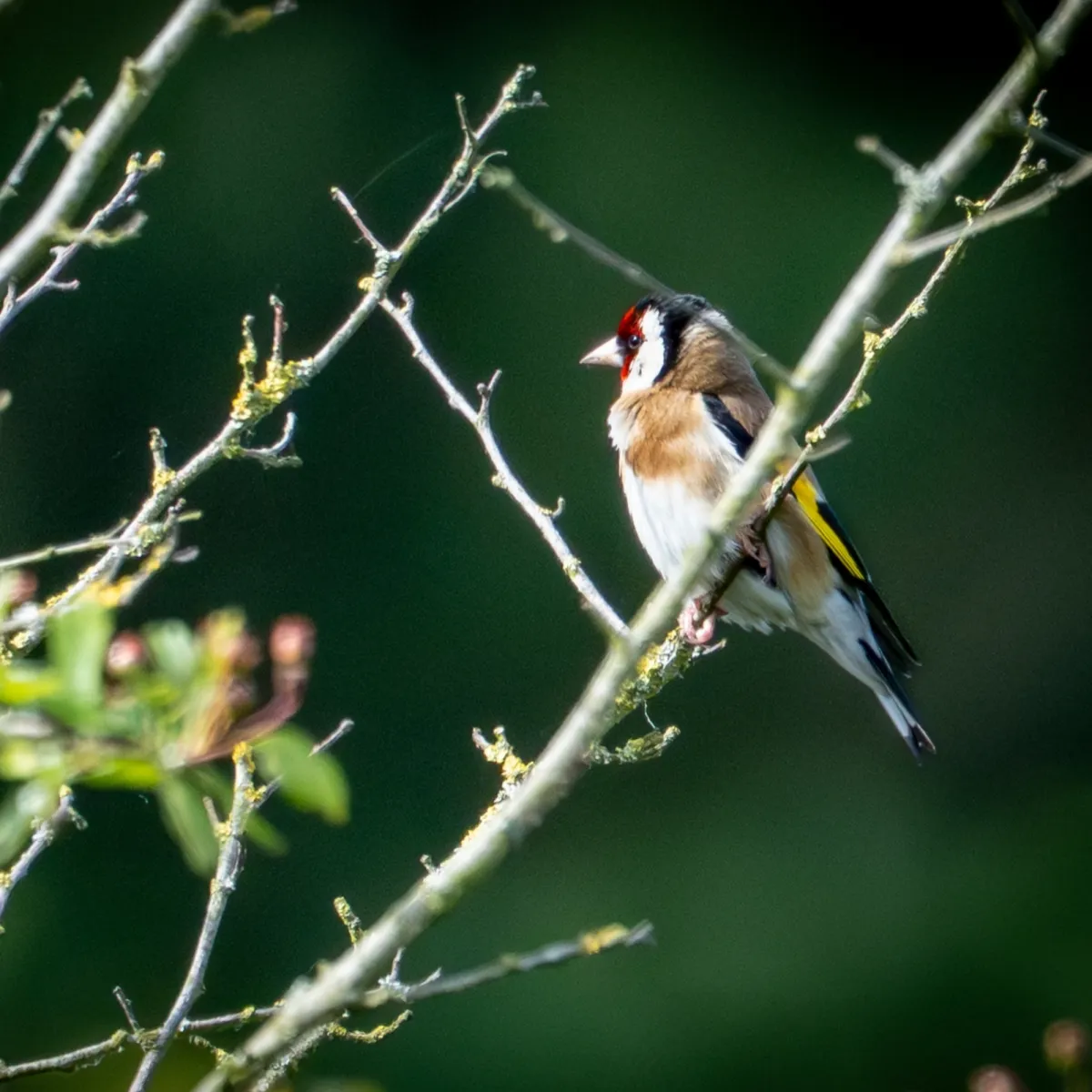 Spotted European Goldfinch