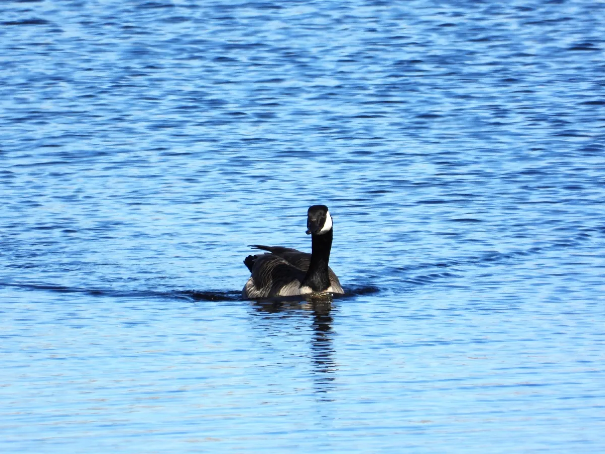 Gespotte Grote Canadese gans
