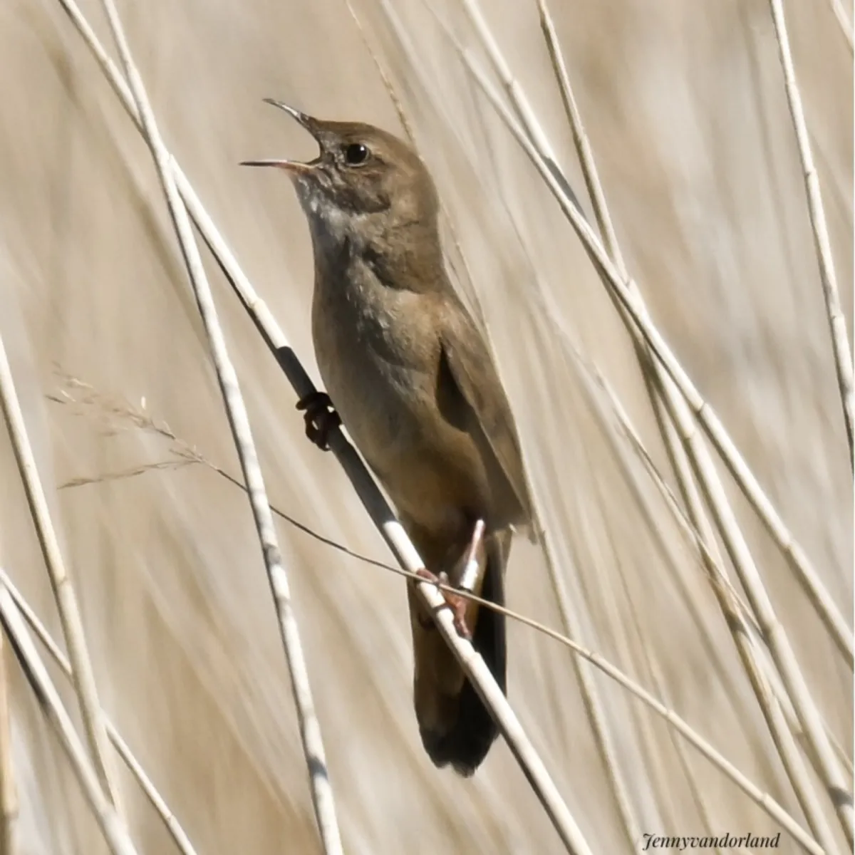 Spotted Savi's Warbler