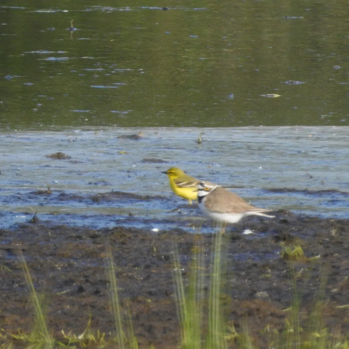 Spotted Western Yellow Wagtail