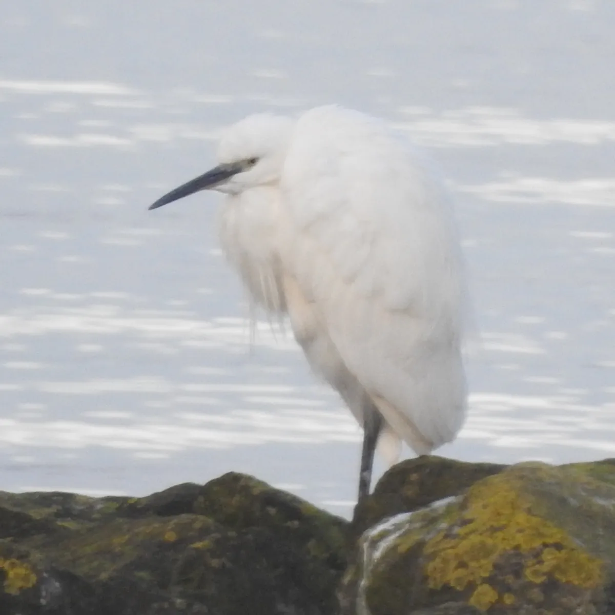 Spotted Little Egret